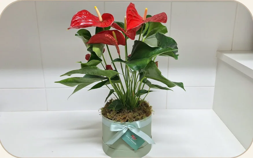 Laço em flor